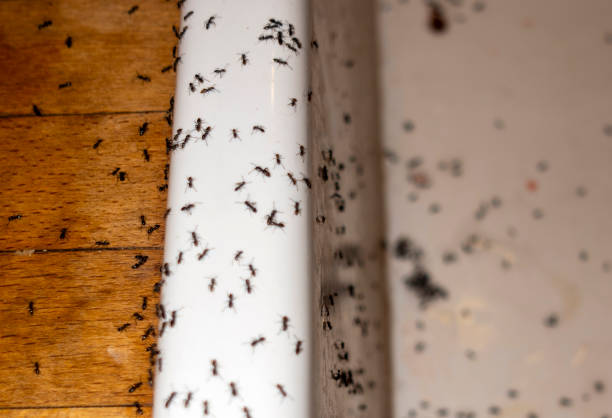 Pest Prevention Services in Manning, IA